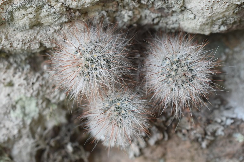 Mammillaria morentiniana photo 2