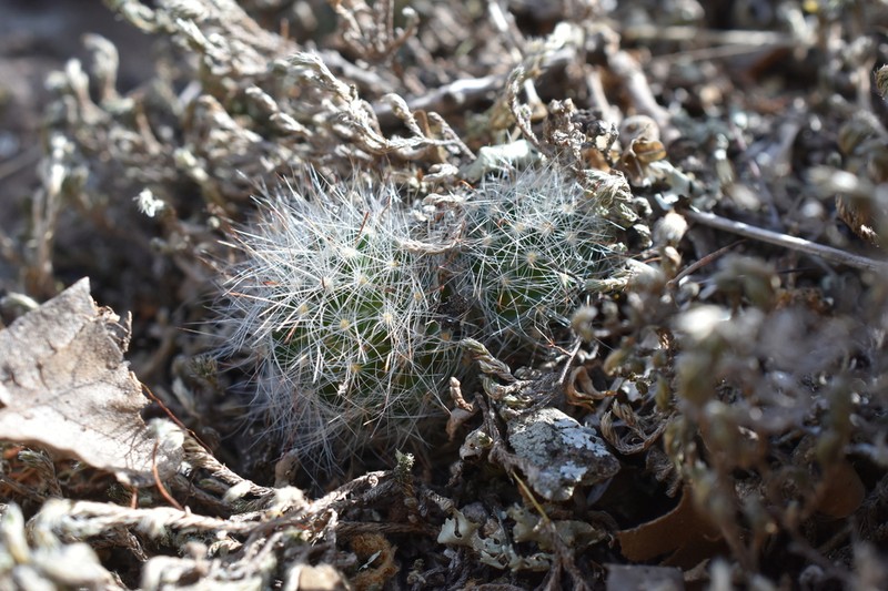 Mammillaria morentiniana photo 3