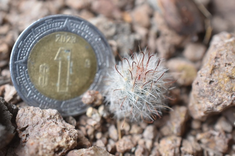 Mammillaria morentiniana photo 4