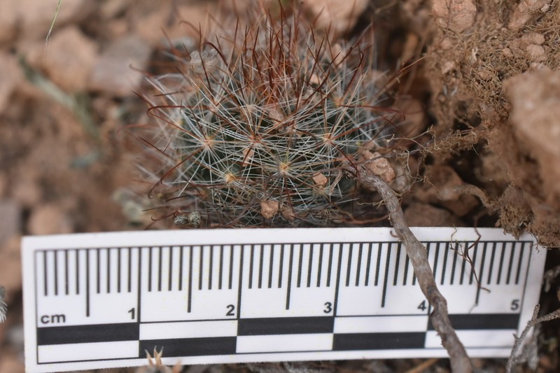 Mammillaria morentiniana photo 5