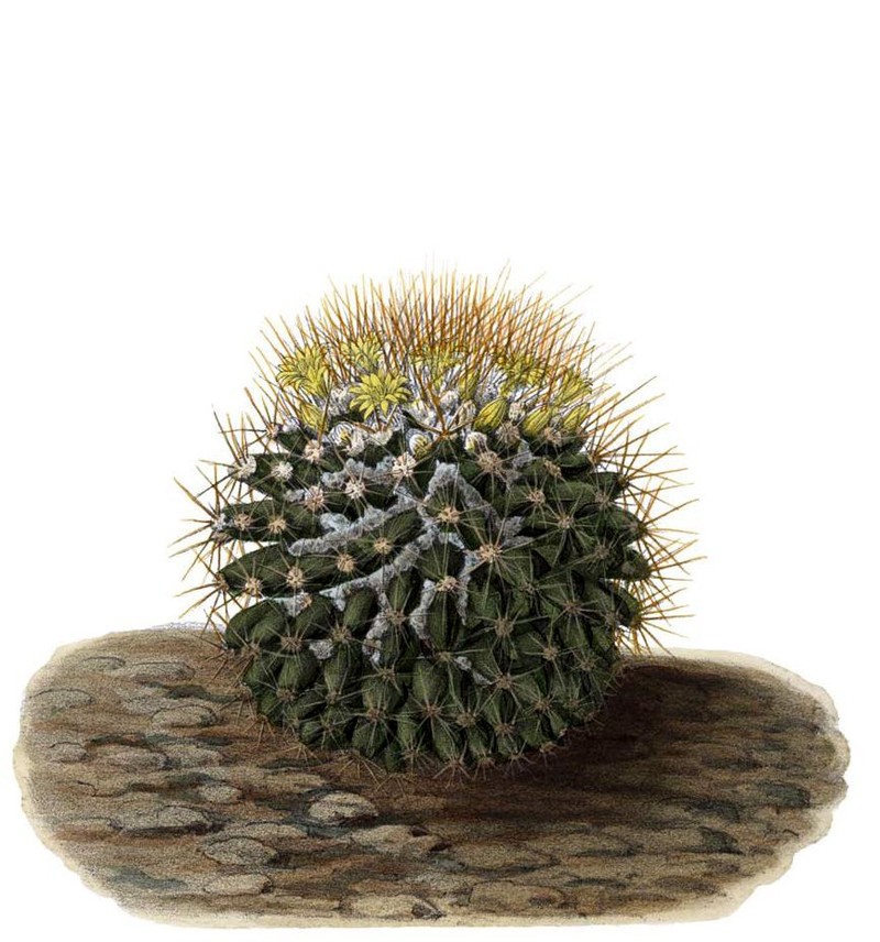 Woolly Nipple Cactus photo 2