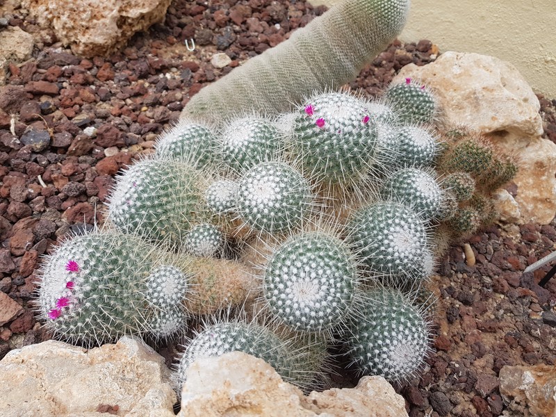 Woolly Nipple Cactus photo 3