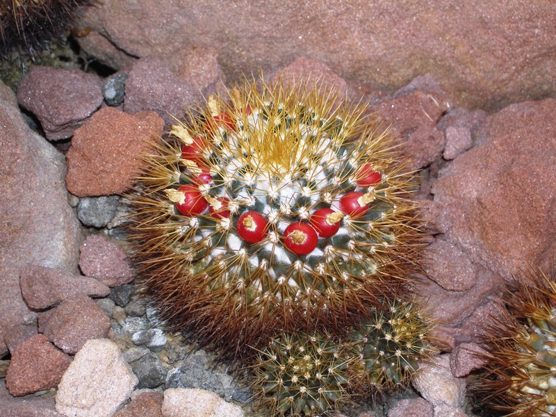 Woolly Nipple Cactus photo 4