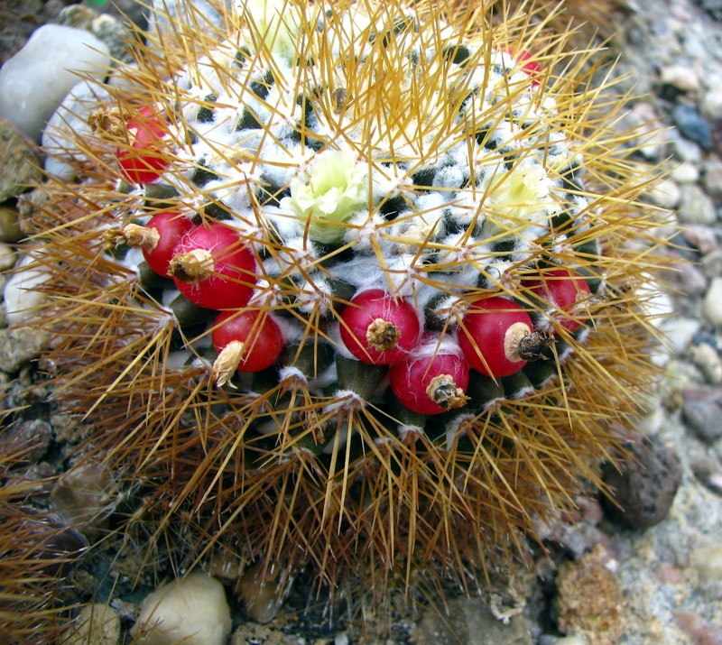Woolly Nipple Cactus