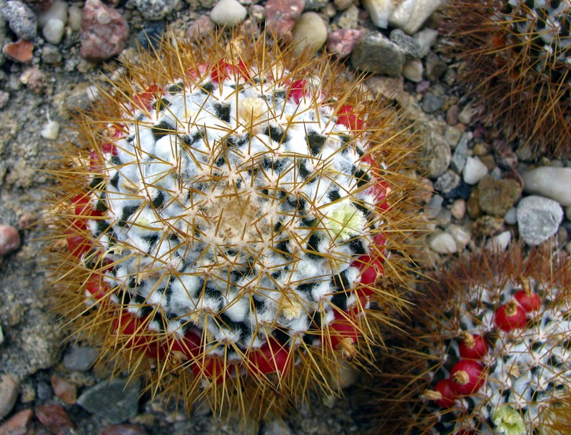Woolly Nipple Cactus photo 5