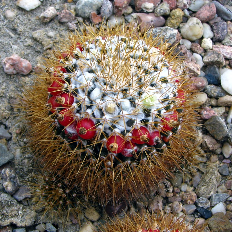 Woolly Nipple Cactus photo 6