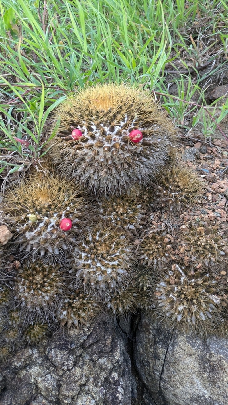 Woolly Nipple Cactus photo 3