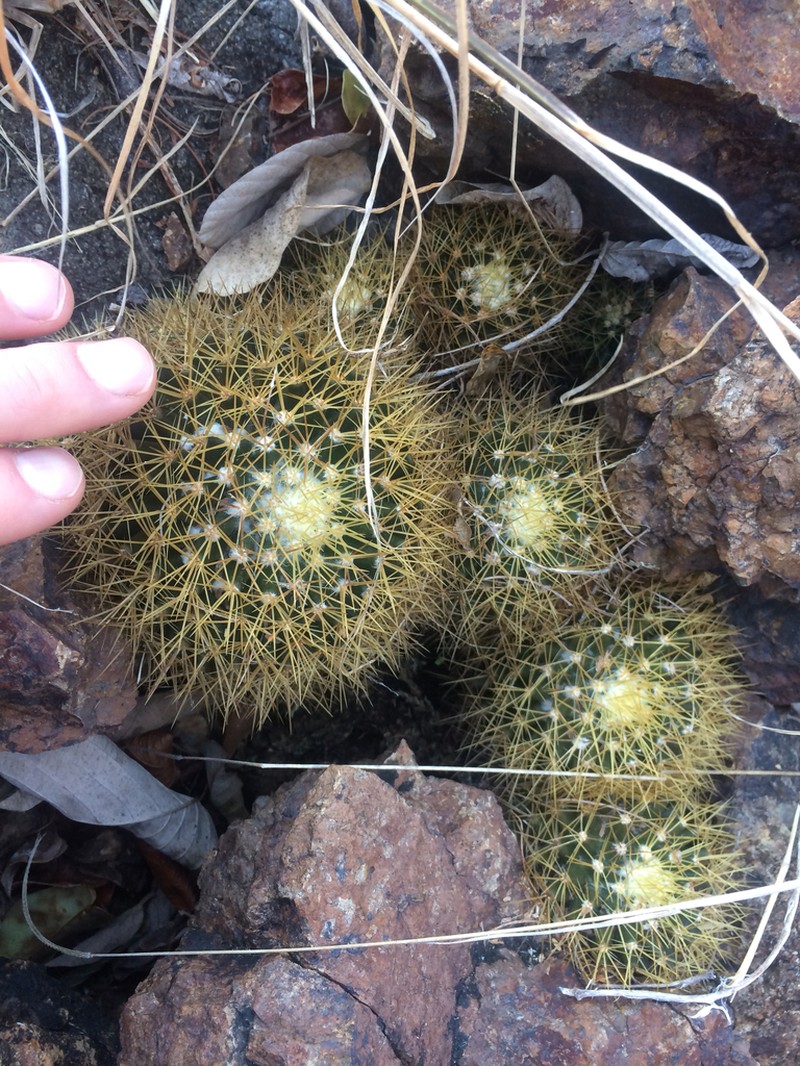 Woolly Nipple Cactus photo 4