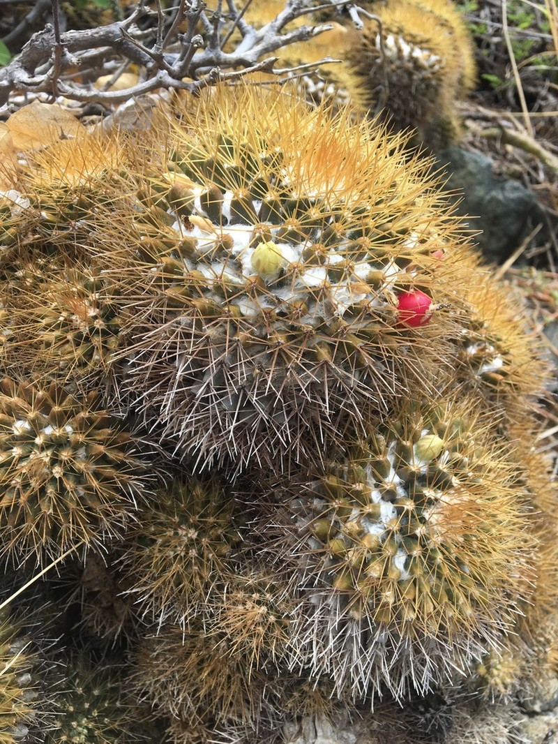 Woolly Nipple Cactus photo 6