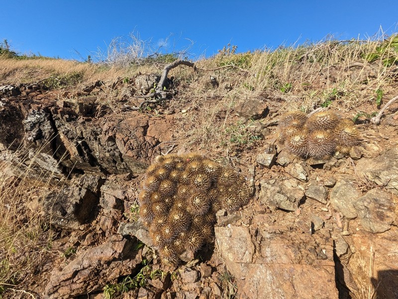 Woolly Nipple Cactus photo 7