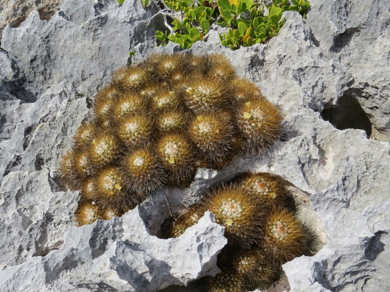 Woolly Nipple Cactus photo 8