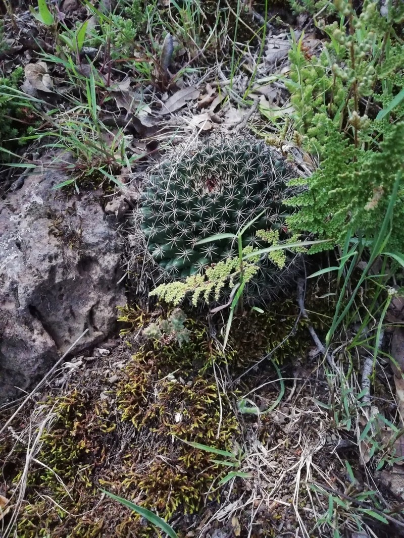 Mammillaria occulta