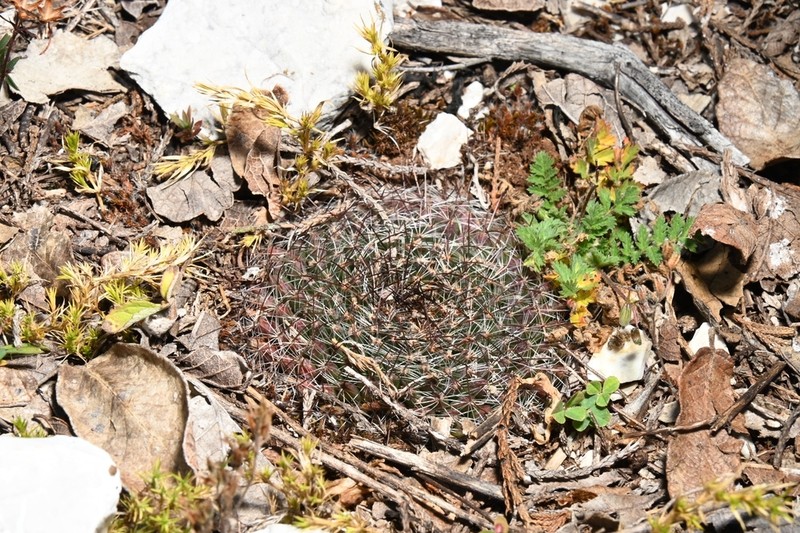 Mammillaria occulta photo 2