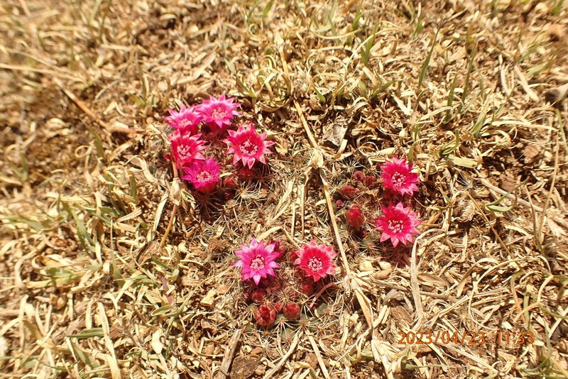 Mammillaria occulta photo 3