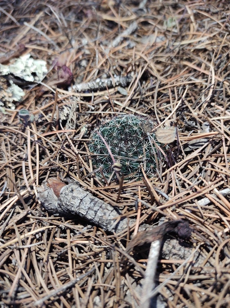 Mammillaria occulta photo 4