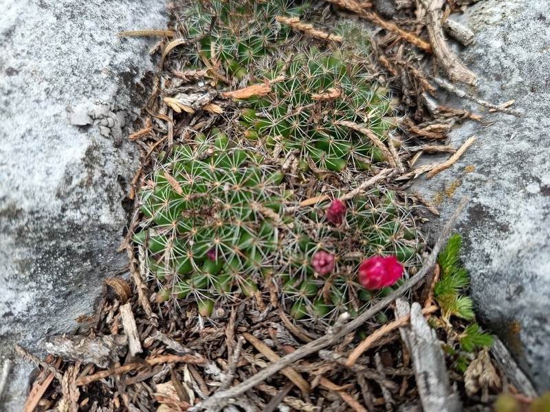 Mammillaria occulta photo 5