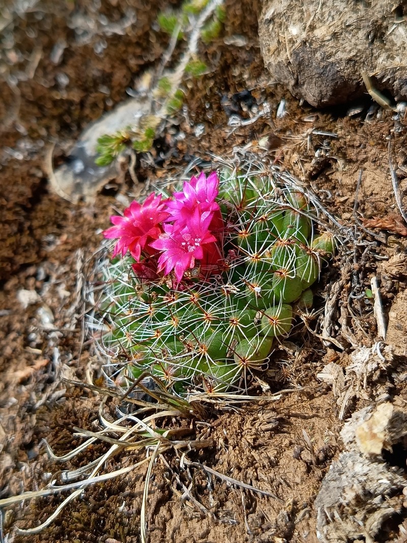Mammillaria occulta photo 7
