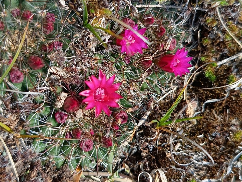 Mammillaria occulta photo 8