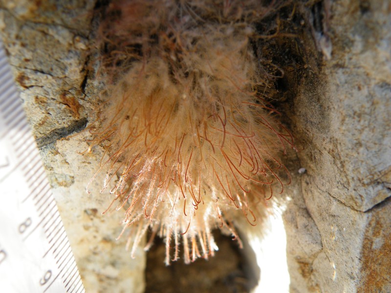 Mammillaria pennispinosa subsp. pennispinosa