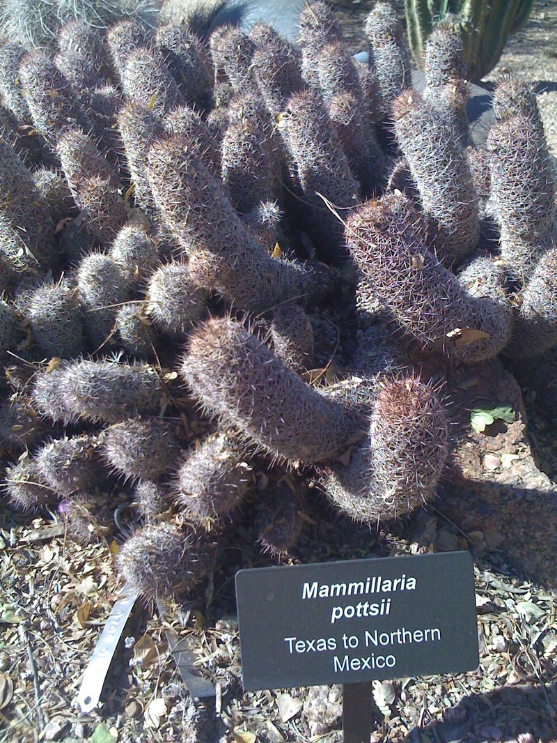 Rat-Tail Nipple Cactus