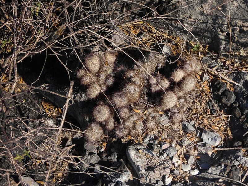 Rat-Tail Nipple Cactus photo 2