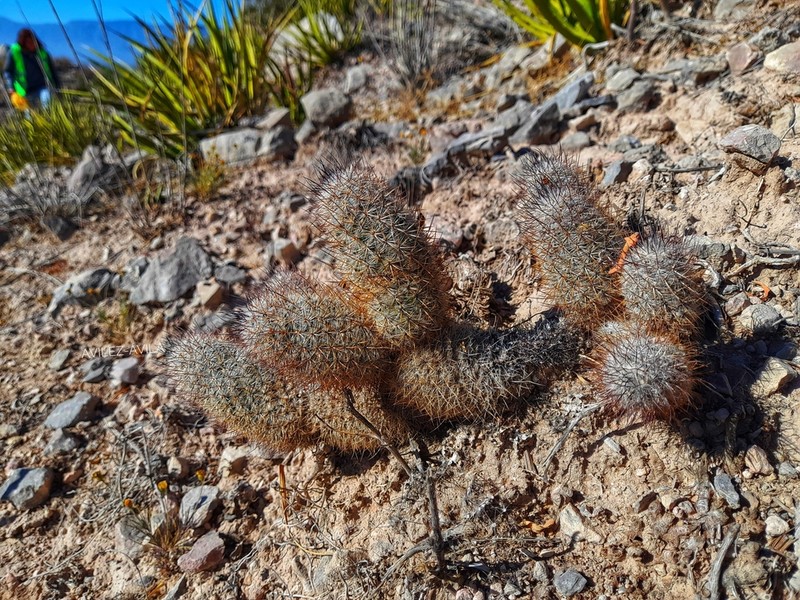 Rat-Tail Nipple Cactus photo 3