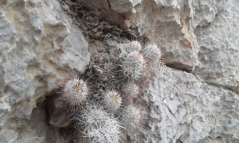 Rat-Tail Nipple Cactus photo 4