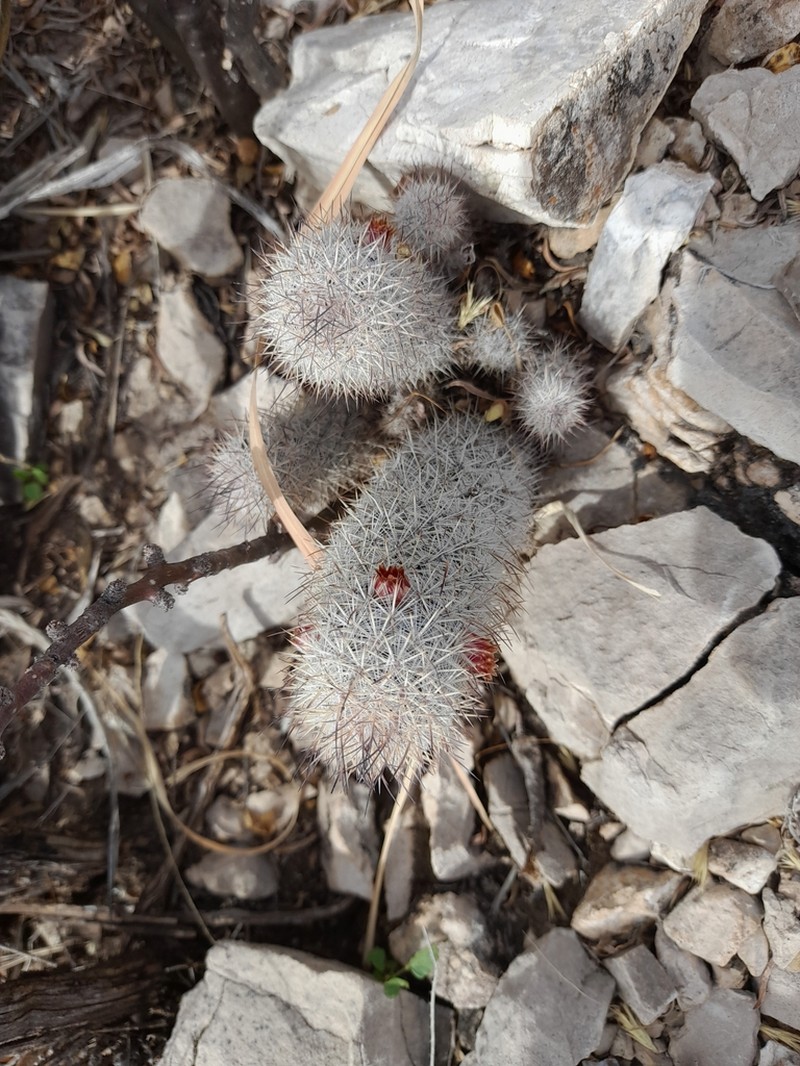 Rat-Tail Nipple Cactus photo 5