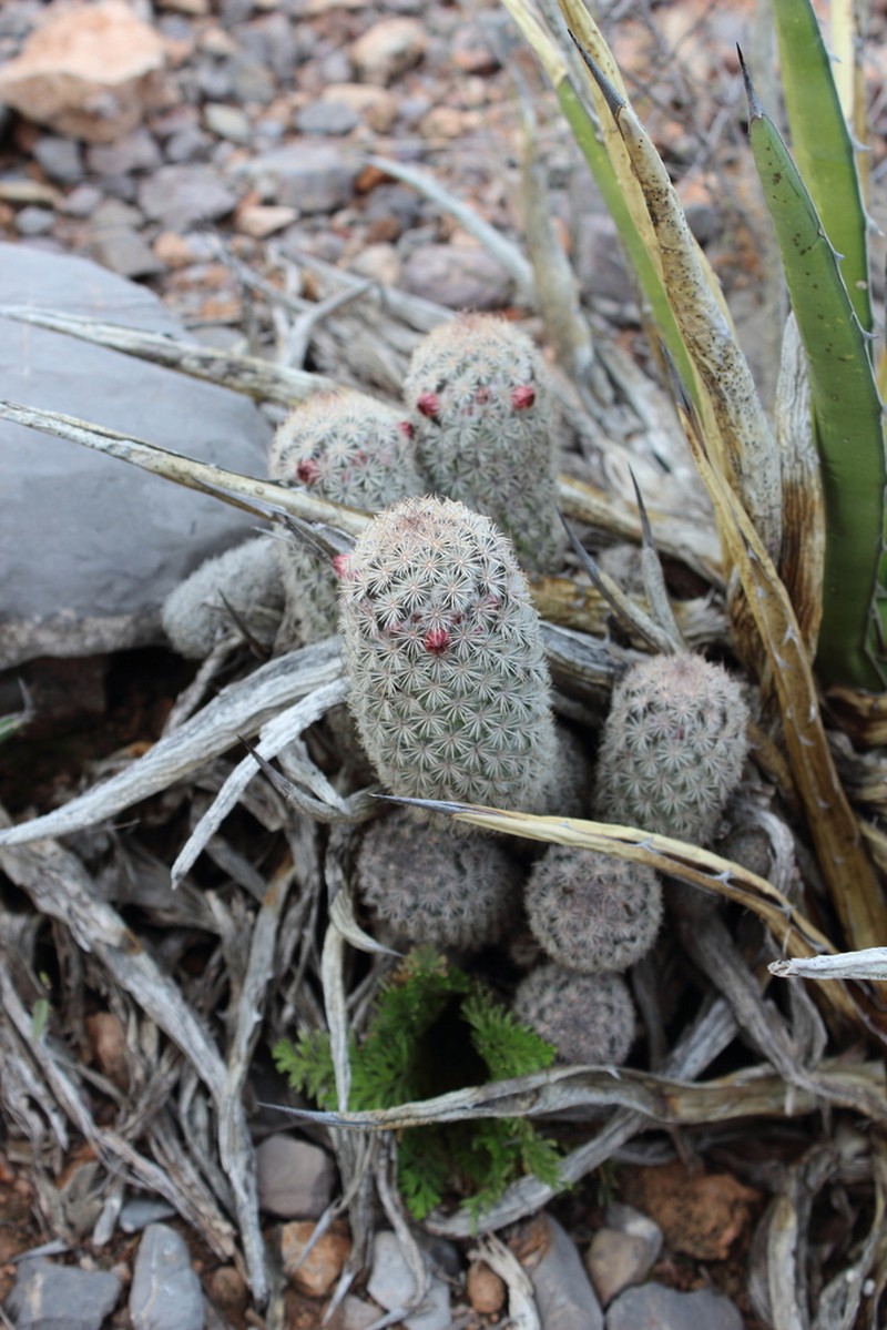 Rat-Tail Nipple Cactus photo 6