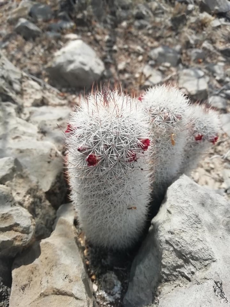 Rat-Tail Nipple Cactus photo 7
