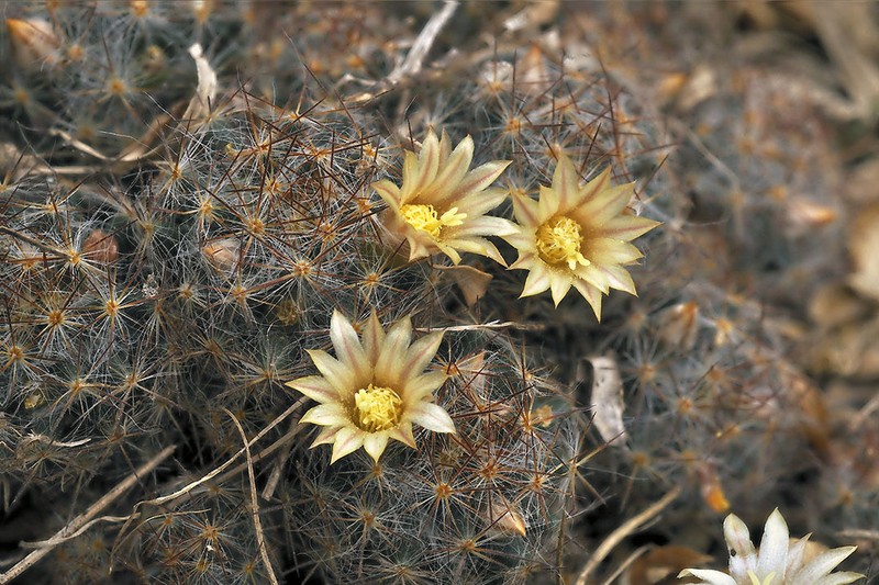 Texas Nipple Cactus photo 6