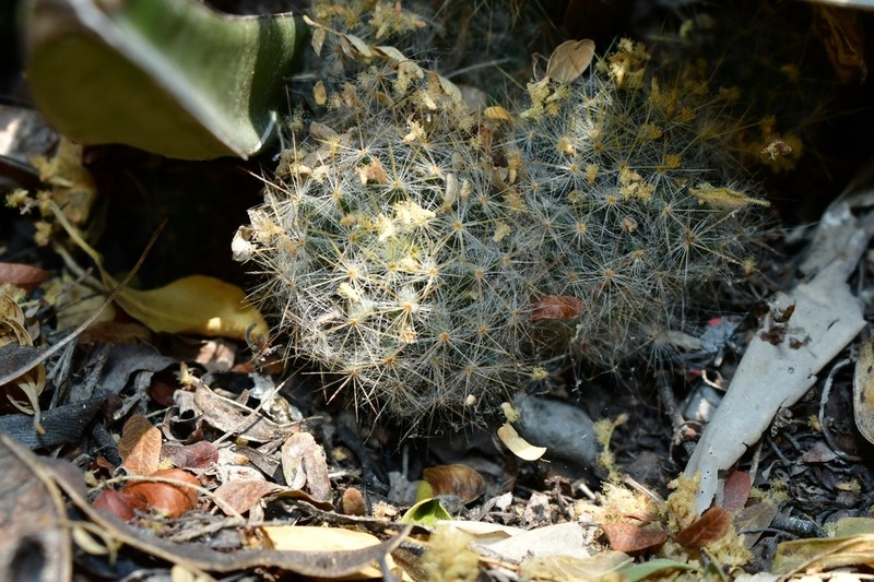 Texas Nipple Cactus photo 7