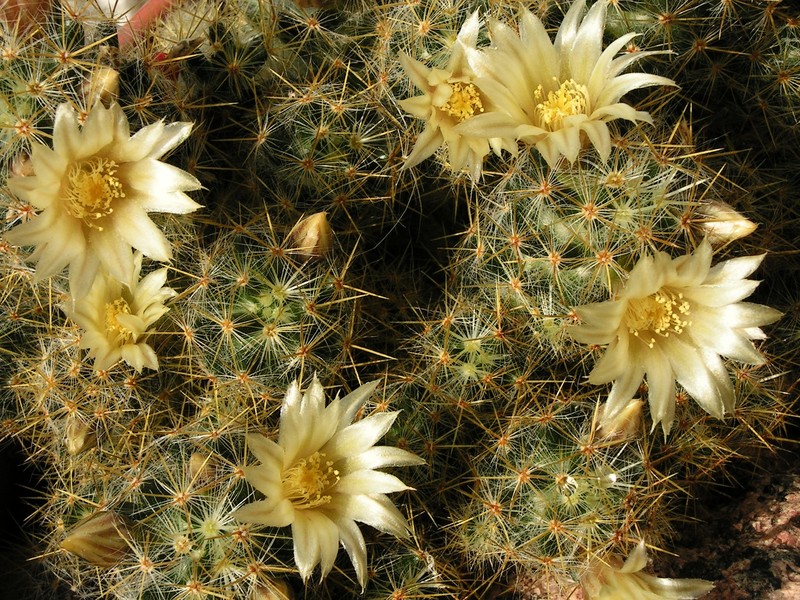 Mammillaria prolifera subsp. prolifera