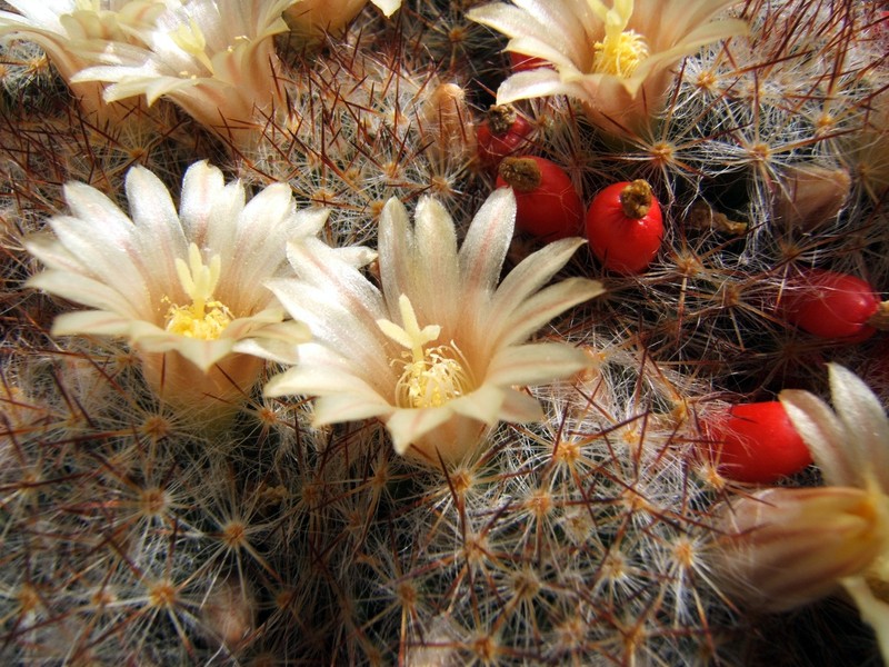 Mammillaria prolifera subsp. prolifera photo 2