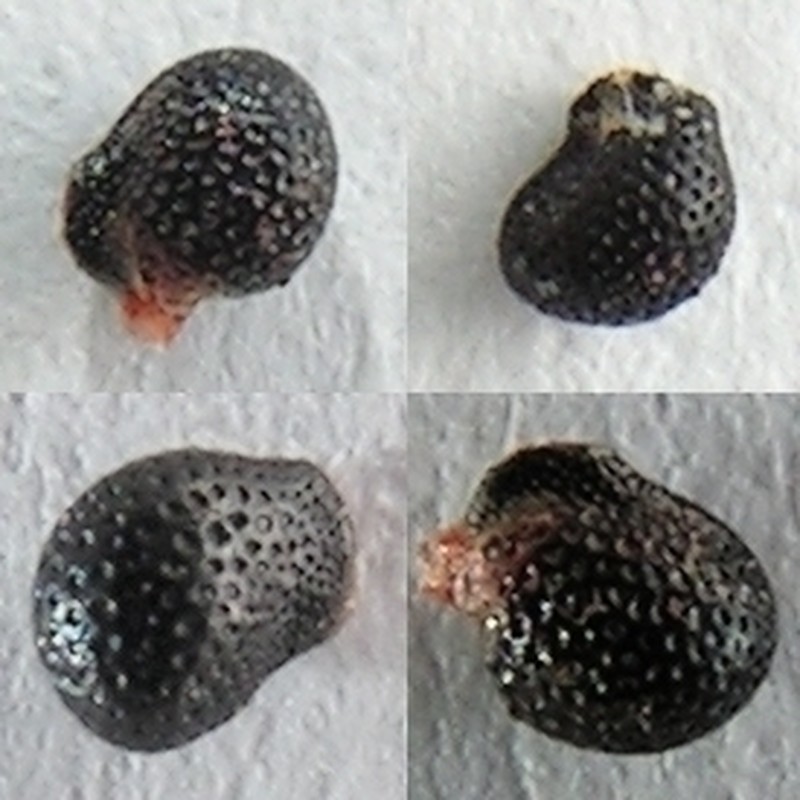Mammillaria prolifera subsp. prolifera photo 3
