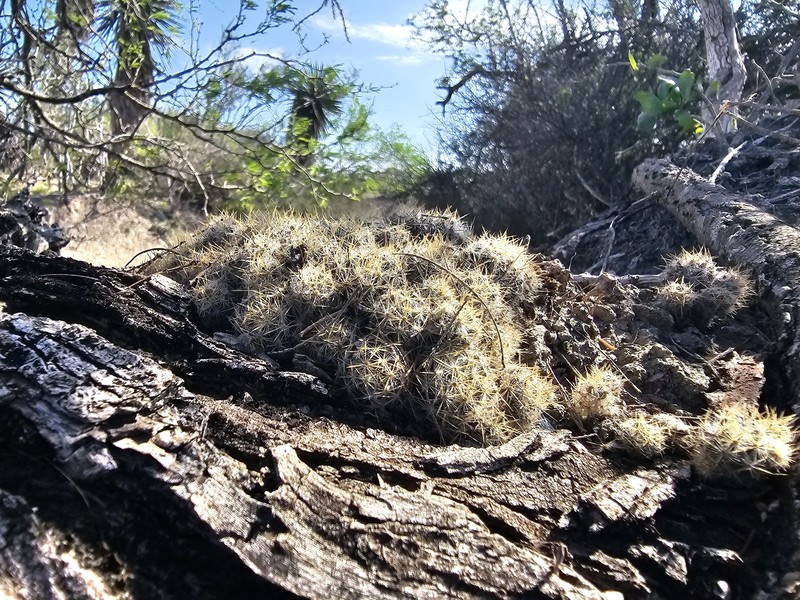 Mammillaria prolifera subsp. prolifera photo 4