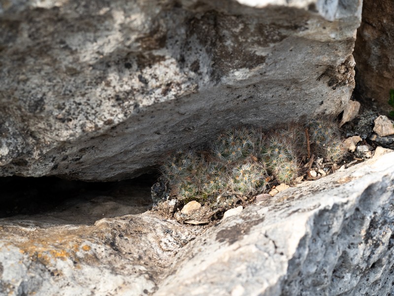 Mammillaria prolifera subsp. prolifera photo 5
