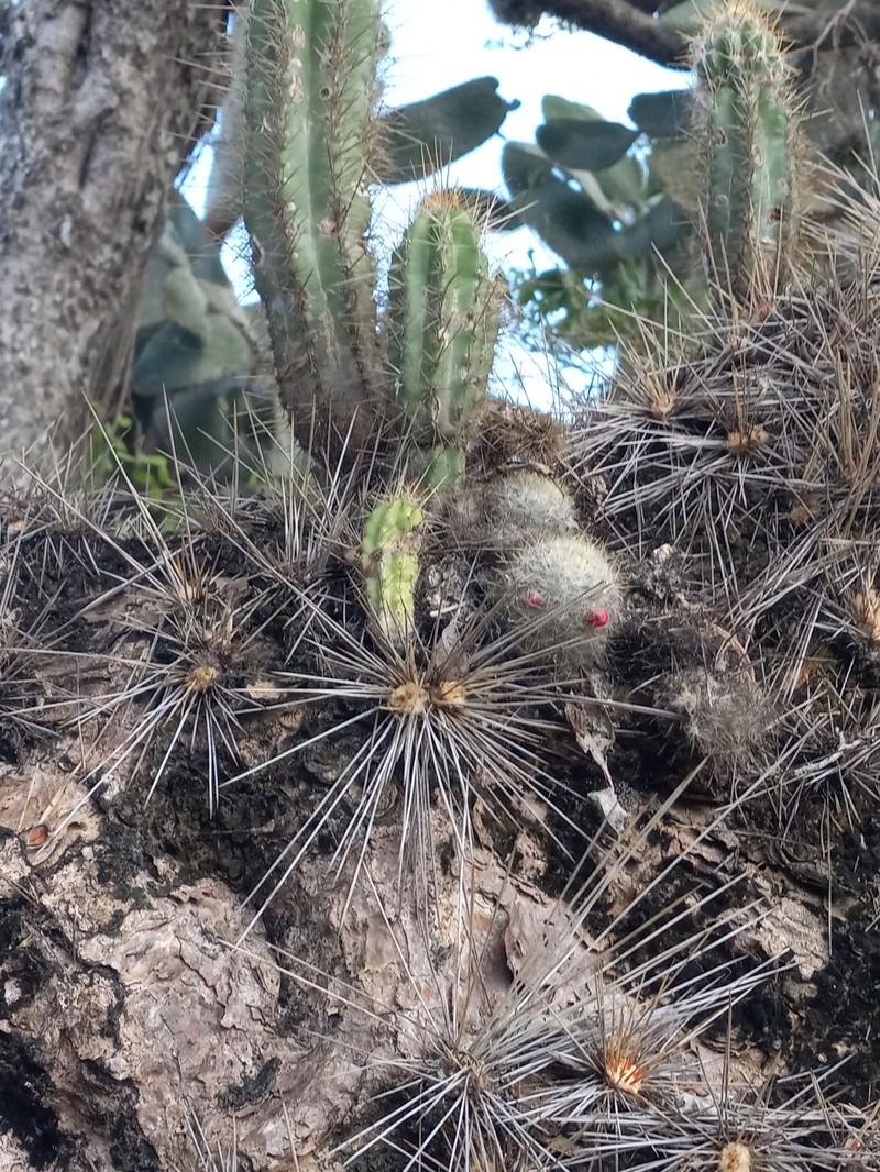 Mammillaria prolifera subsp. prolifera photo 6