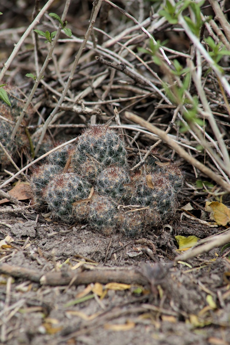 Mammillaria prolifera subsp. texana photo 6