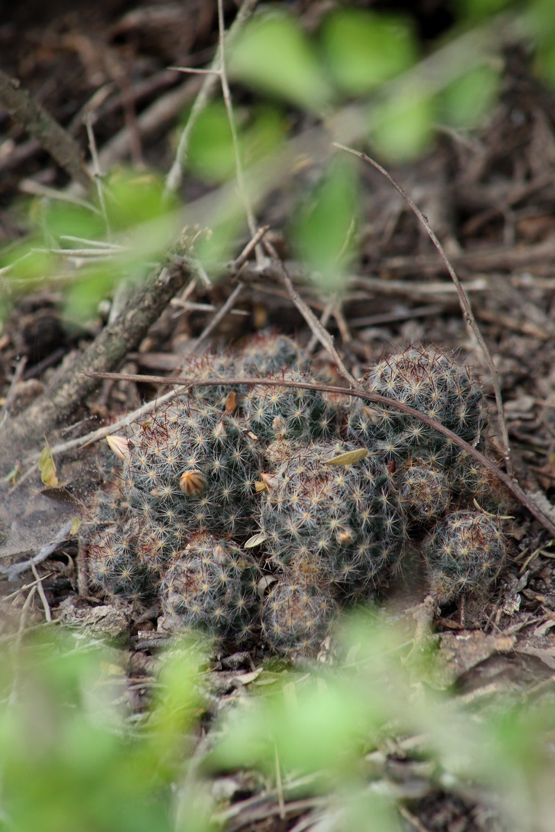 Mammillaria prolifera subsp. texana photo 7