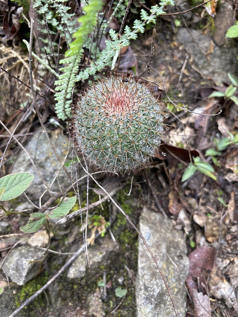 Mammillaria rekoi subsp. rekoi