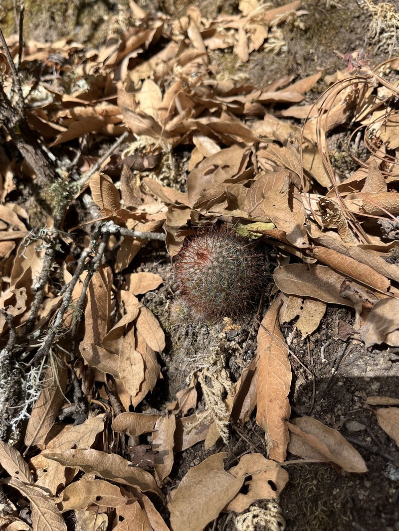 Mammillaria rekoi subsp. rekoi photo 2