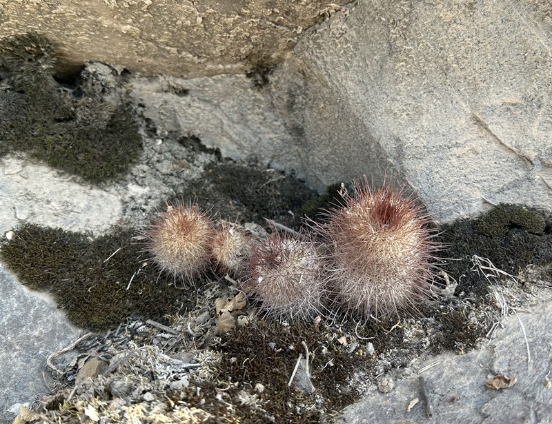 Mammillaria rekoi subsp. rekoi photo 4