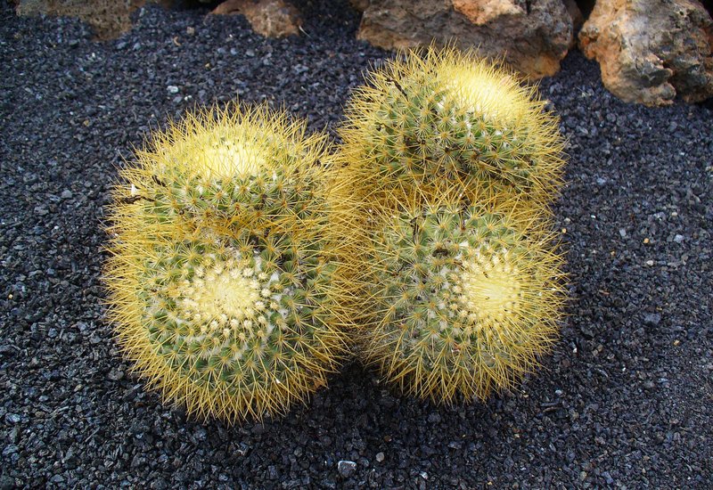 Mammillaria rhodantha
