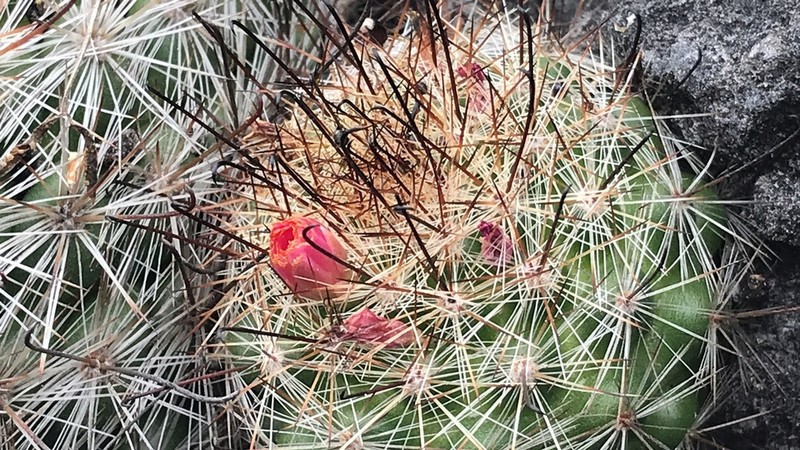 Mammillaria rzedowskiana