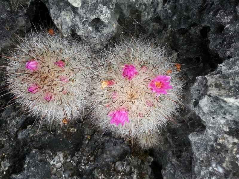 Mammillaria rzedowskiana photo 2