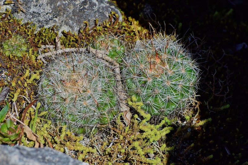 Mammillaria rzedowskiana photo 3