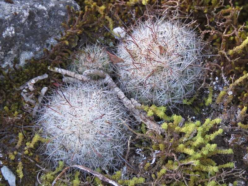 Mammillaria rzedowskiana photo 4