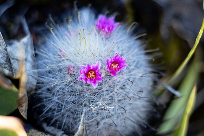 Mammillaria rzedowskiana photo 5