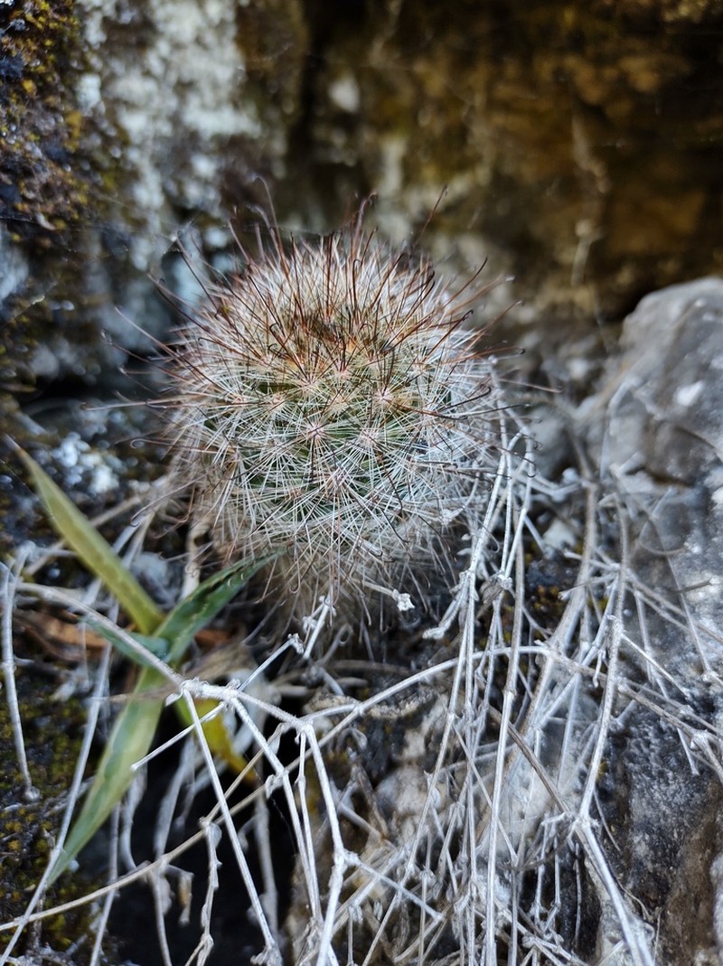 Mammillaria rzedowskiana photo 7